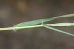 Tufted lovegrass